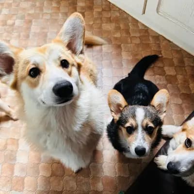 Galerie-Bild von Little Kings & Queens  in Mecklenburg-Vorpommern, mit Eindrücken unserer Welsh Corgi Pembroke-Zucht.