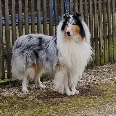 COLLIES VOM BERGEMER SCHLEHENHAIN