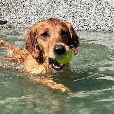 R-Wurf – Golden Retriever Wurf, Steiermark, تمت تربيته بواسطة Golden Mountain Spring`s