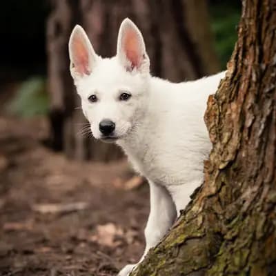 Bild aus Vom Rehgraben  in Brandenburg, wo unsere Weißer Schweizer Schäferhund-Hunde in einer liebevollen Umgebung aufwachsen.