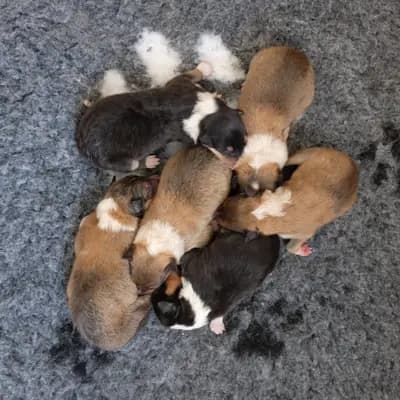 Innea – Collie (Kurzhaar) Welpe, Baden-Württemberg, Aufgezogen von Collies von der Brettachwiese 