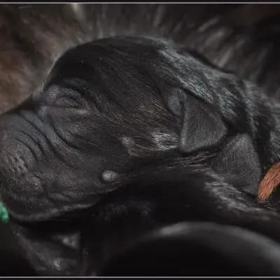 Galerie-Bild von Riesenschnauzer of Giant Black Hawks in Nordrhein-Westfalen, mit Eindrücken unserer Riesenschnauzer-Zucht.