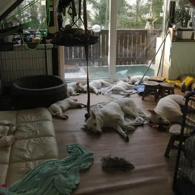 Bild aus Vom Rehgraben  in Brandenburg, wo unsere Weißer Schweizer Schäferhund-Hunde in einer liebevollen Umgebung aufwachsen.