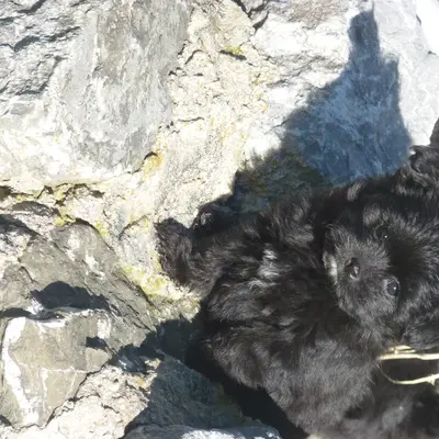 Bild aus de Lupatus in Bayern, wo unsere Bolonka Zwetna (Nationale Rasse)-Hunde in einer liebevollen Umgebung aufwachsen.