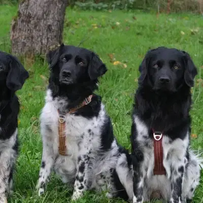 von der Oberrheinebene cover