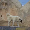 Kangal