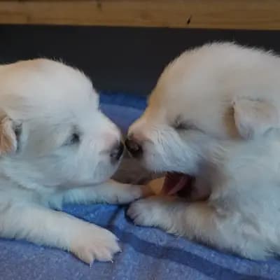 Galerie-Bild von von den Franken Spitzen in Bayern, mit Eindrücken unserer Großspitz-Zucht.
