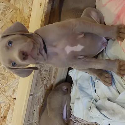 Foto von !VERKAUFT! Maximus (der Grösste), einem Weimaraner (kurzhaar)-Welpe in Niederösterreich.