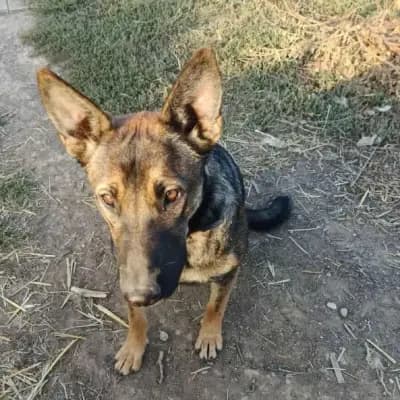 ZUZI – Schæferhund, Baden-Württemberg, Im Tierheim Animal Souls e.V.