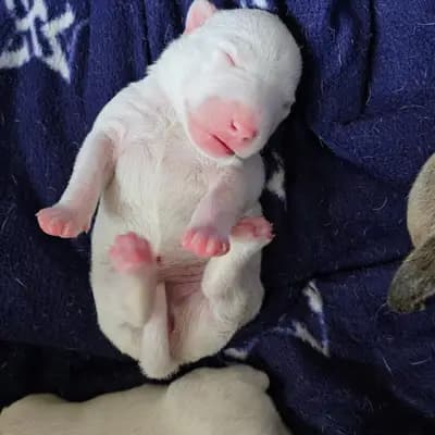 Apache – Miniature Bullterrier Welpe, Baden-Württemberg, Grootgebracht door Von den Walliser's 
