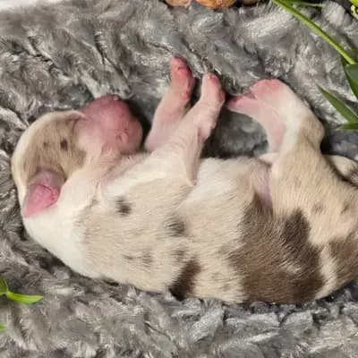 Cookie – Border Collie Welpe, Oberösterreich, Aufgezogen von RedRockDragon Border Collies
