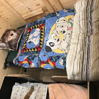 Bild aus Zuchtstätte Dt. Schäferhunde "of Wolfcubs" in Saarland, wo unsere Deutscher Schäferhund-Hunde in einer liebevollen Umgebung aufwachsen.