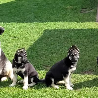 Galerie-Bild von Private  in Nordrhein-Westfalen, mit Eindrücken unserer Osteuropäischer Schäferhund-Zucht.
