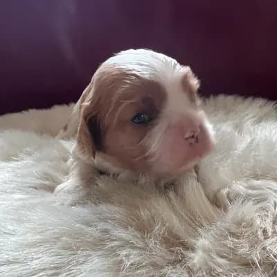 Foto von Bello, einem Cavalier King Charles Spaniel-Welpe in Rheinland-Pfalz.