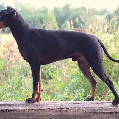 Galerie-Bild von Manchester Terrier von der Spree in Berlin, mit Eindrücken unserer Manchester Terrier-Zucht.
