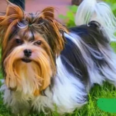 Foto von Inario, einem Biewer Terrier-Elternhund in Bayern.
