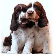 Tango's cover