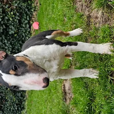 Bild aus Miniature Bull Terrier vom Blasheimer Markt  in Nordrhein-Westfalen, wo unsere Miniature Bullterrier-Hunde in einer liebevollen Umgebung aufwachsen.
