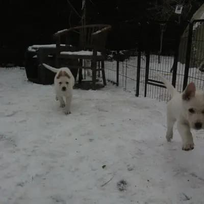 Bild aus Vom Rehgraben  in Brandenburg, wo unsere Weißer Schweizer Schäferhund-Hunde in einer liebevollen Umgebung aufwachsen.