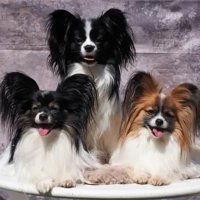 Galerie-Bild von Papillons vom Schmetterlingsgarten  in Hamburg, mit Eindrücken unserer Kontinentaler Zwergspaniel (Papillon)-Zucht.