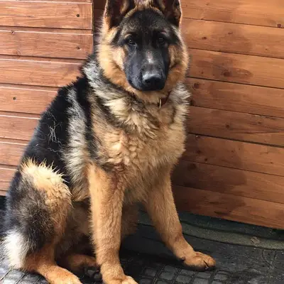Lupo image