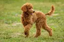 Irischer Wasserspaniel