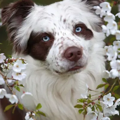 FROSTY- Border Collie Deckrüde - Border Collie Welpe in Oberösterreich
