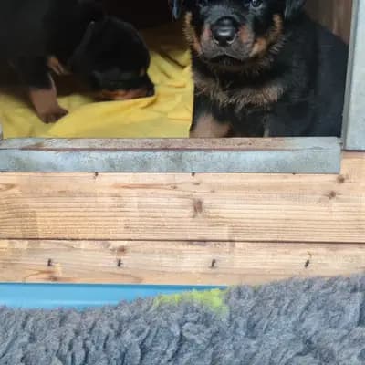 Bild aus Vom Haus Feiler  in North Rhine-Westphalia, wo unsere Rottweiler-Hunde in einer liebevollen Umgebung aufwachsen.