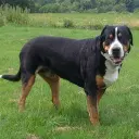 Großer Schweizer Sennenhund