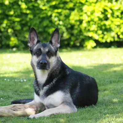 Foto von Rosi, einem Osteuropäischer Schäferhund-Elternhund in Niedersachsen.