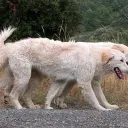 Maremmen-Abruzzen-Schäferhund