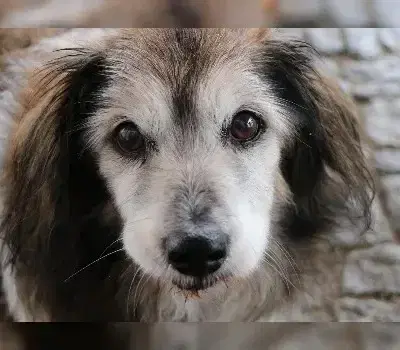 Mikita