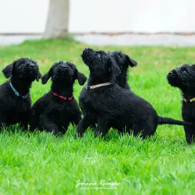 Galerie-Bild von Riesenschnauzer of Giant Black Hawks in Nordrhein-Westfalen, mit Eindrücken unserer Riesenschnauzer-Zucht.
