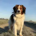 Nederlandse Kooikerhondje