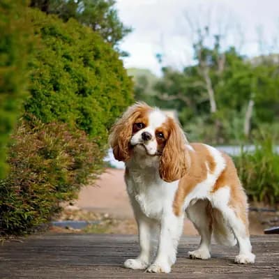 Cavalier King Charles Spaniel breed
