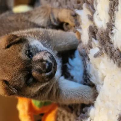 B- vom hundecampus – Shiba Inu Welpe, Salzburg, Raised by Shiba Inu vom hundecampus