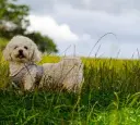 Bichon Frise