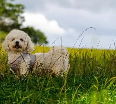 Bichon Frise breed