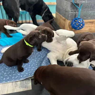 Wurfplanung 9/26 Eisbären Labrador Welpen duale Linie - Labrador Retriever Welpe in Bayern