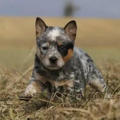 Wild desert Dingo’s cover