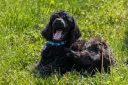 American Water Spaniel