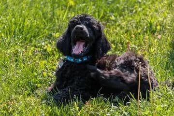 American Water Spaniel breed