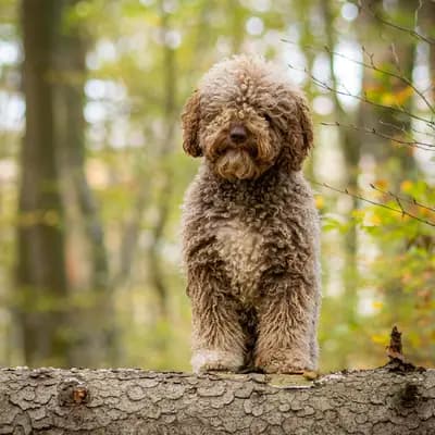 Foto von Philippa , einem Spanischer Wasserhund-Elternhund in Rheinland-Pfalz.