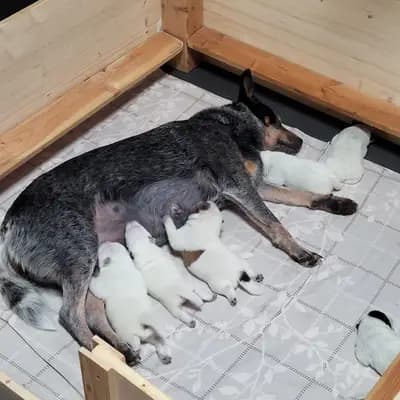 Foto des A-Wurf von Australian Cattle Dog in von der Hüttentaler - Höhe, aufgenommen in Nordrhein-Westfalen.