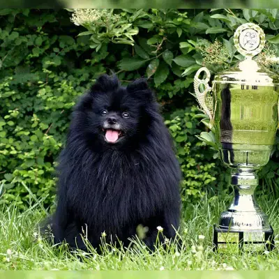 Loving Wildhearts cover