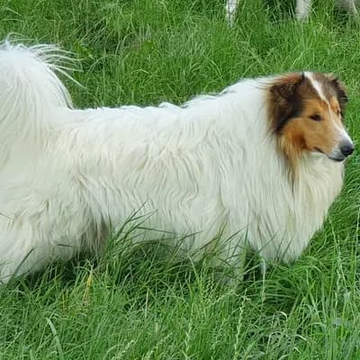 Diego image