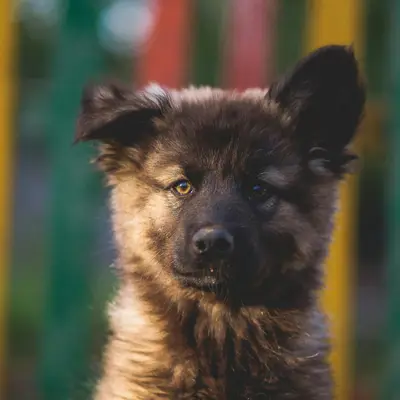 Alban - Deutscher Schäferhund Welpe in Berlin