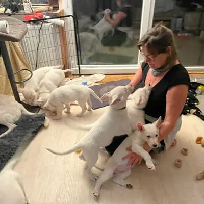 Galerie-Bild von Vom Rehgraben  in Brandenburg, mit Eindrücken unserer Weißer Schweizer Schäferhund-Zucht.