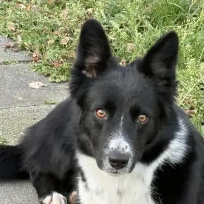 Bonnie