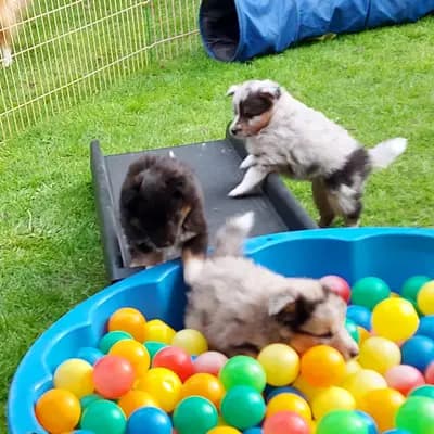 Bild aus Shelties von Little Insa  in Brandenburg, wo unsere Shetland Sheepdog-Hunde in einer liebevollen Umgebung aufwachsen.